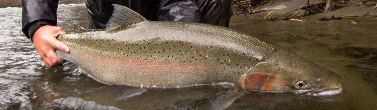 Fly Fishing Guides Olympic Peninsula