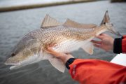 Louisiana-Redfish-Flyfishing-Guide-23