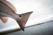 Louisiana-Redfish-Flyfishing-Guide-28