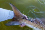 Louisiana-Redfish-Flyfishing-Guide-3