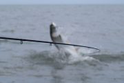 florida keys fly fishing guide – Key Largo tarpon fly fishing